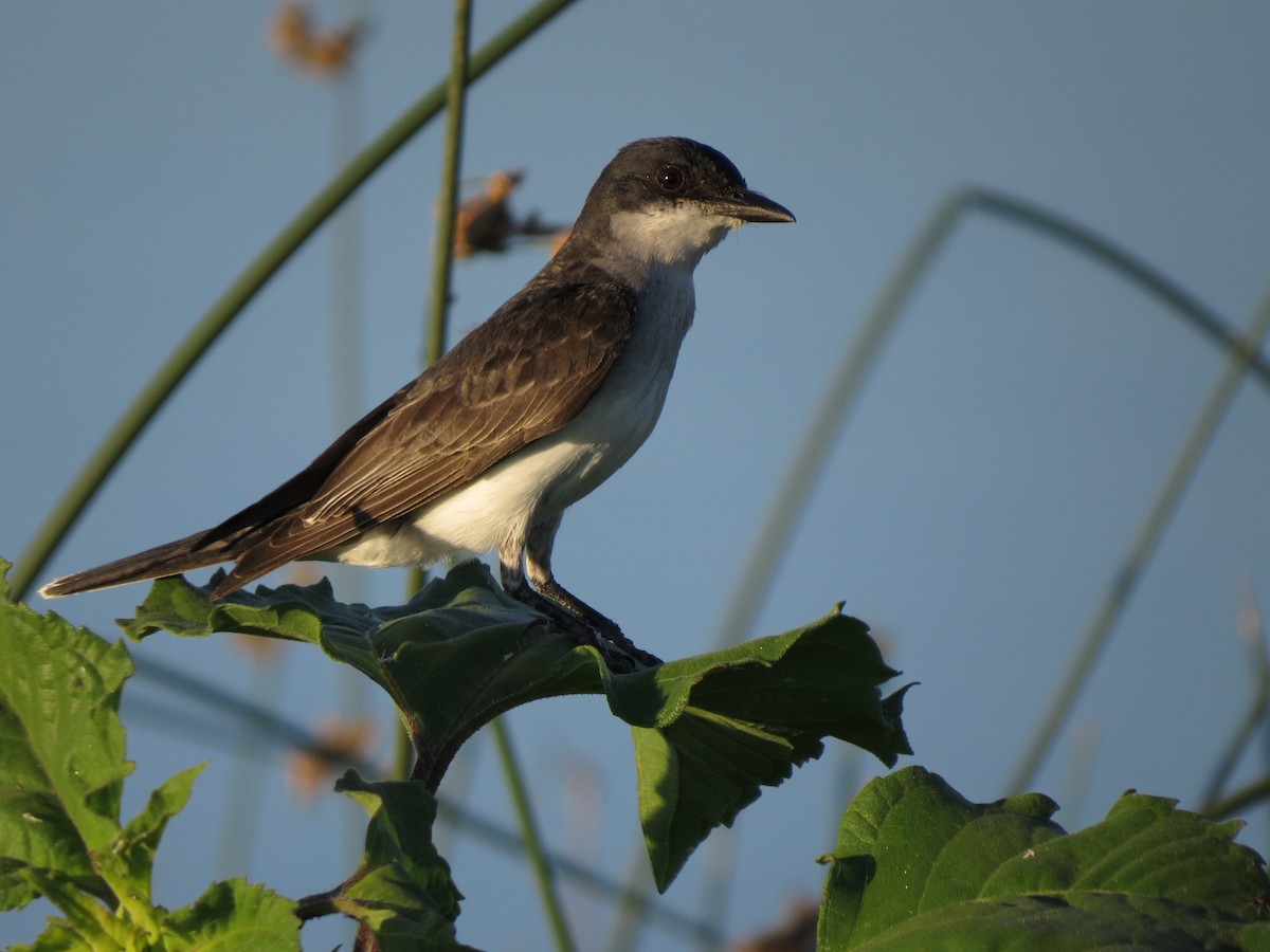 Schieferrücken-Königstyrann - ML91053931