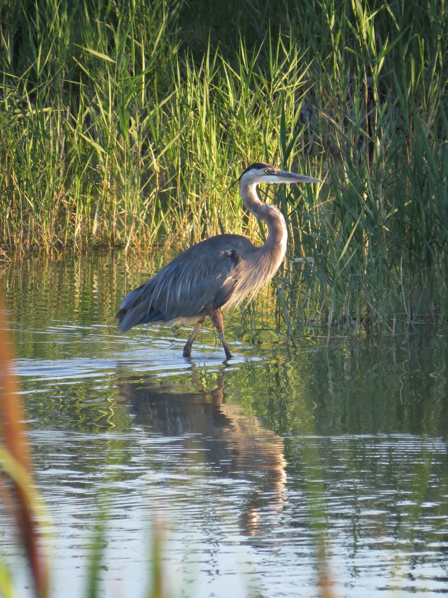 Great Blue Heron - Marya Moosman