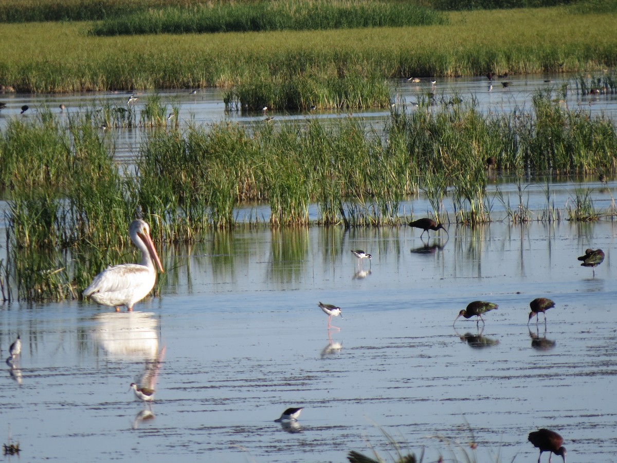 American White Pelican - ML91054461