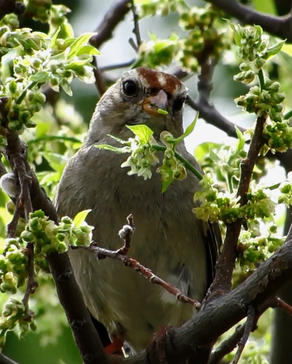 White-crowned Sparrow - Diane Drobka