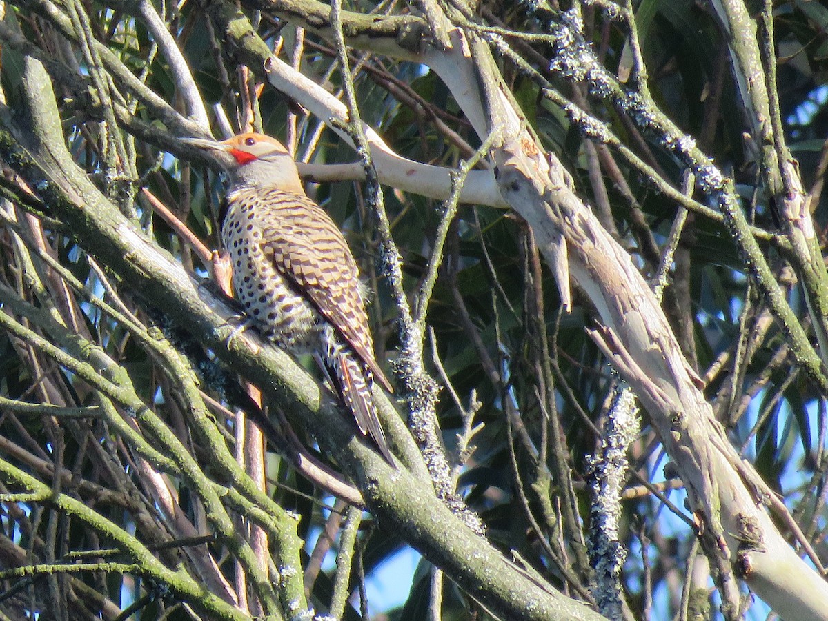 Northern Flicker (Red-shafted) - ML91055541