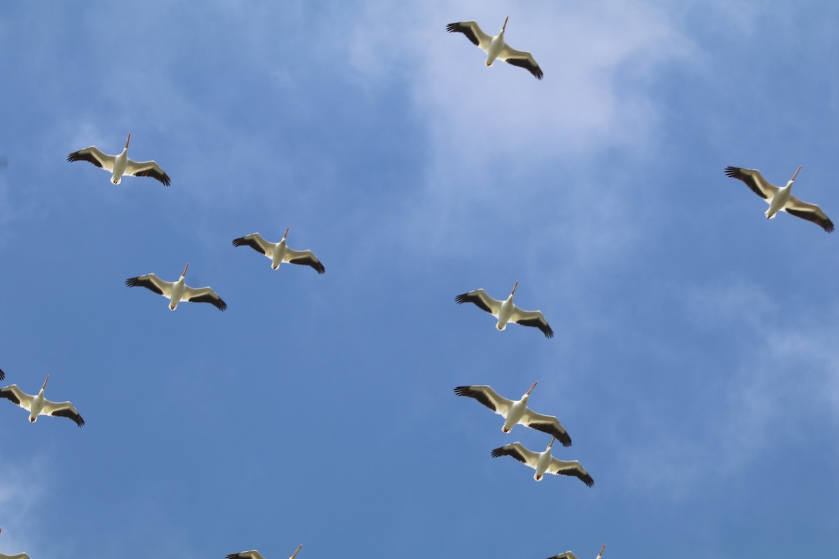 American White Pelican - ML91058131