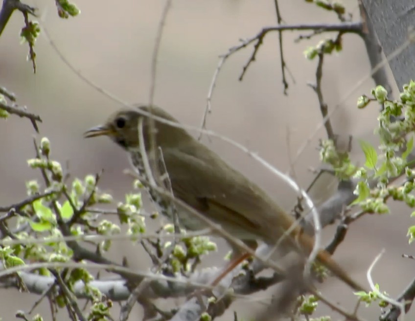 Hermit Thrush - ML91058161
