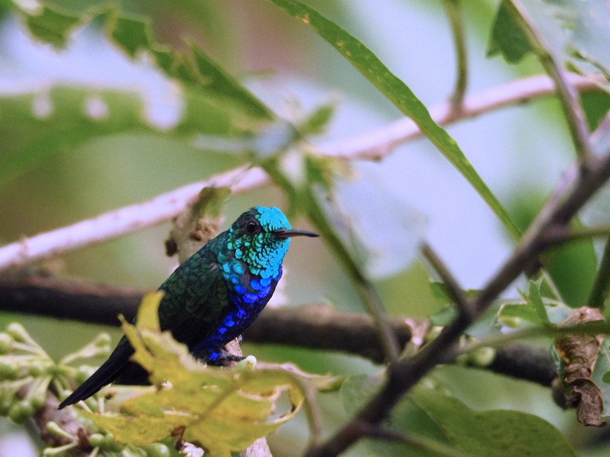 Violet-bellied Hummingbird - ML91059281