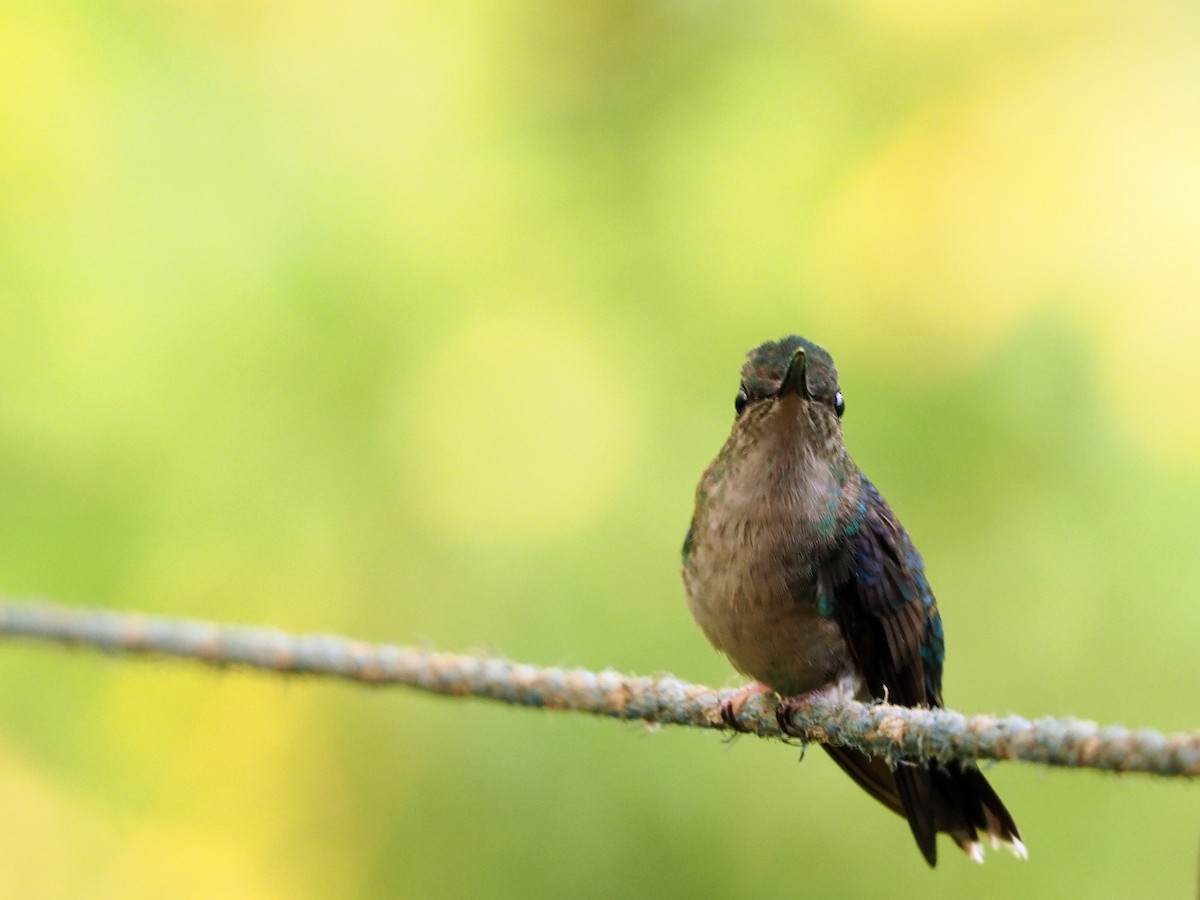 Brown Violetear - ML91059341