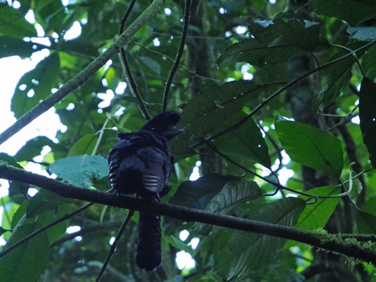 Long-wattled Umbrellabird - ML91059551