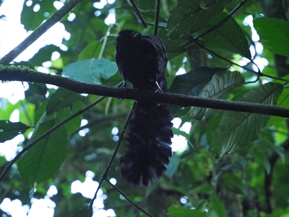 Long-wattled Umbrellabird - ML91059571