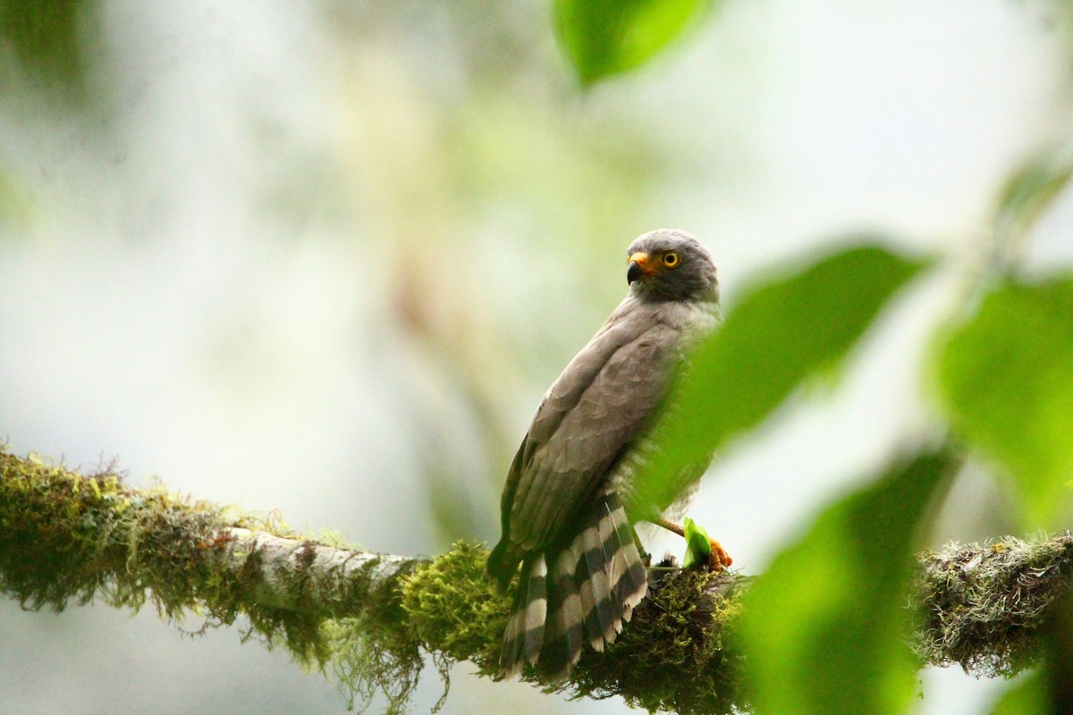 Roadside Hawk - ML91063991