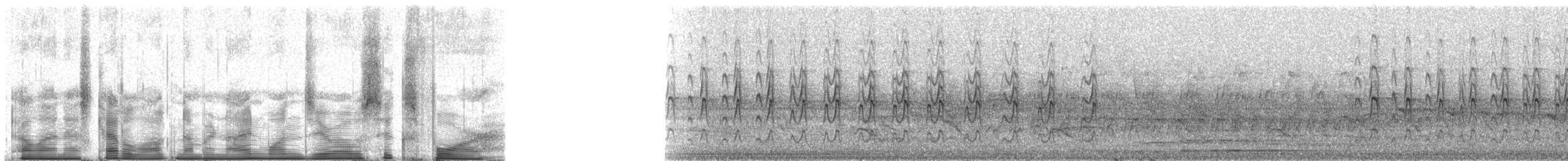 spurvefalk (cinnamominus gr.) - ML91064