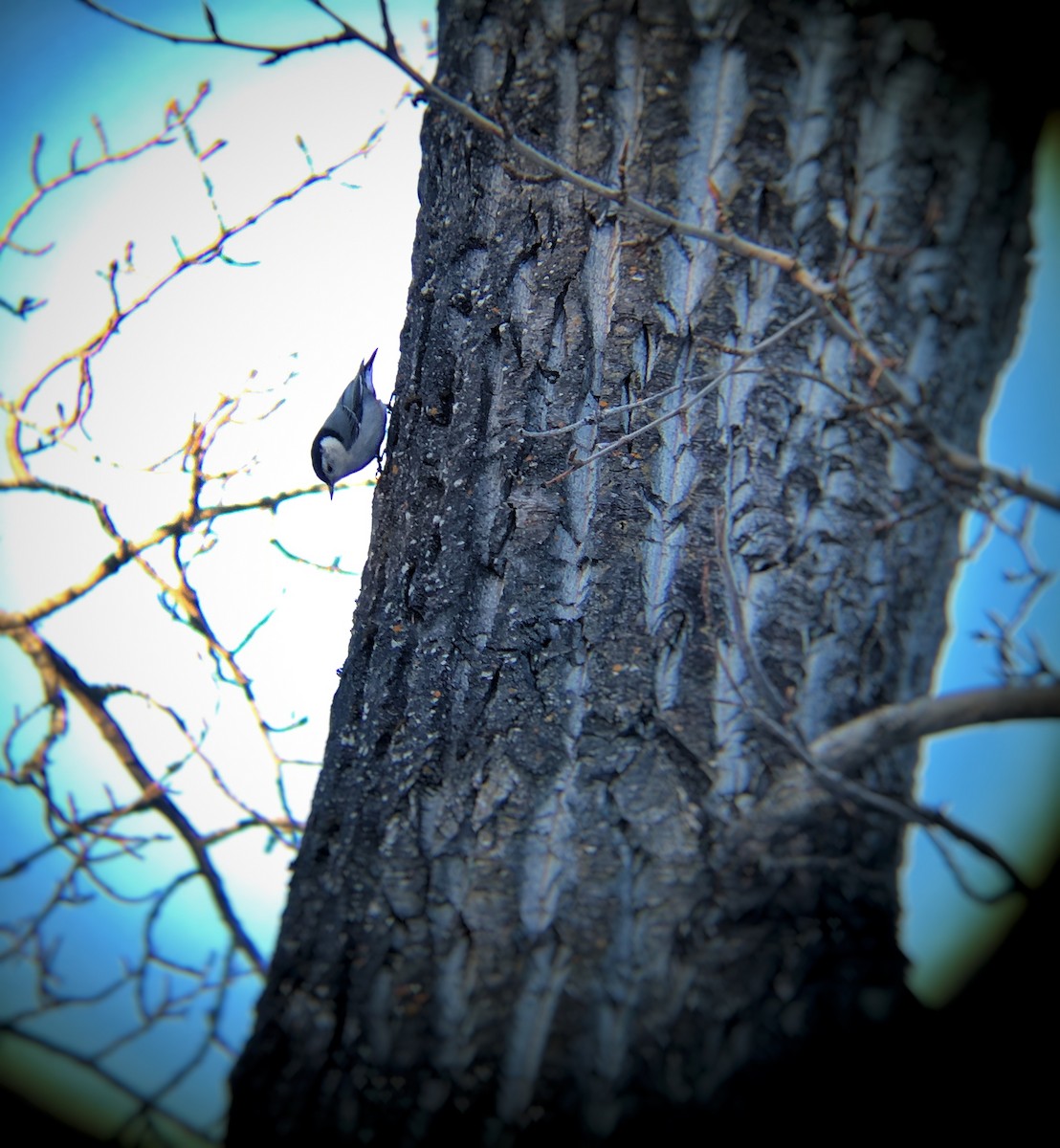 White-breasted Nuthatch - ML91064341