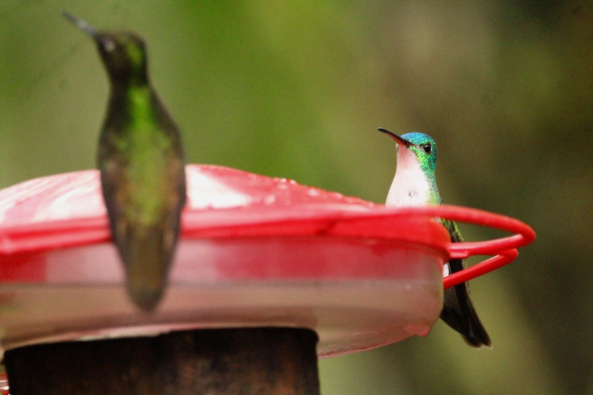 kolibřík andský - ML91066691