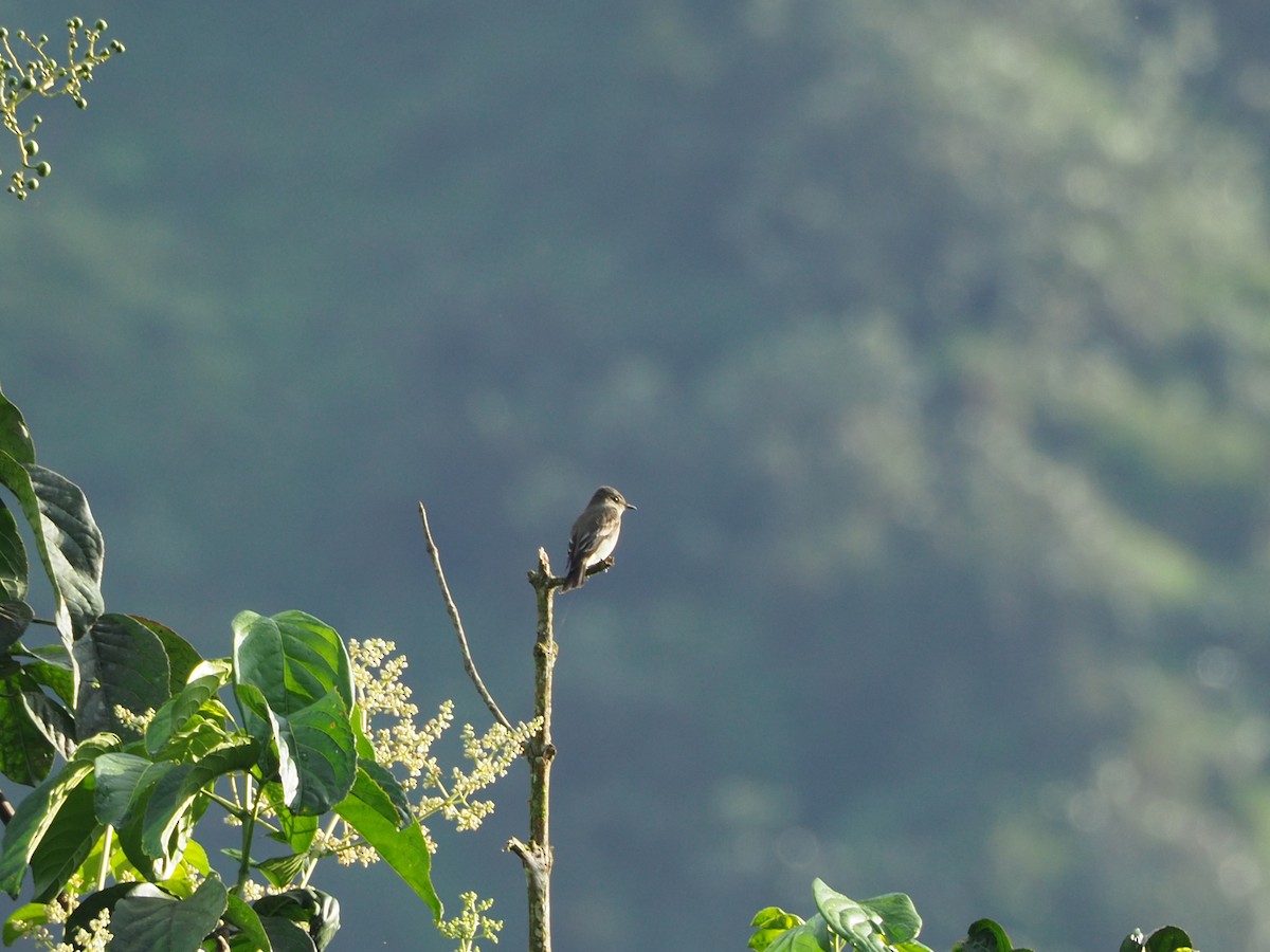 Western Wood-Pewee - ML91068181