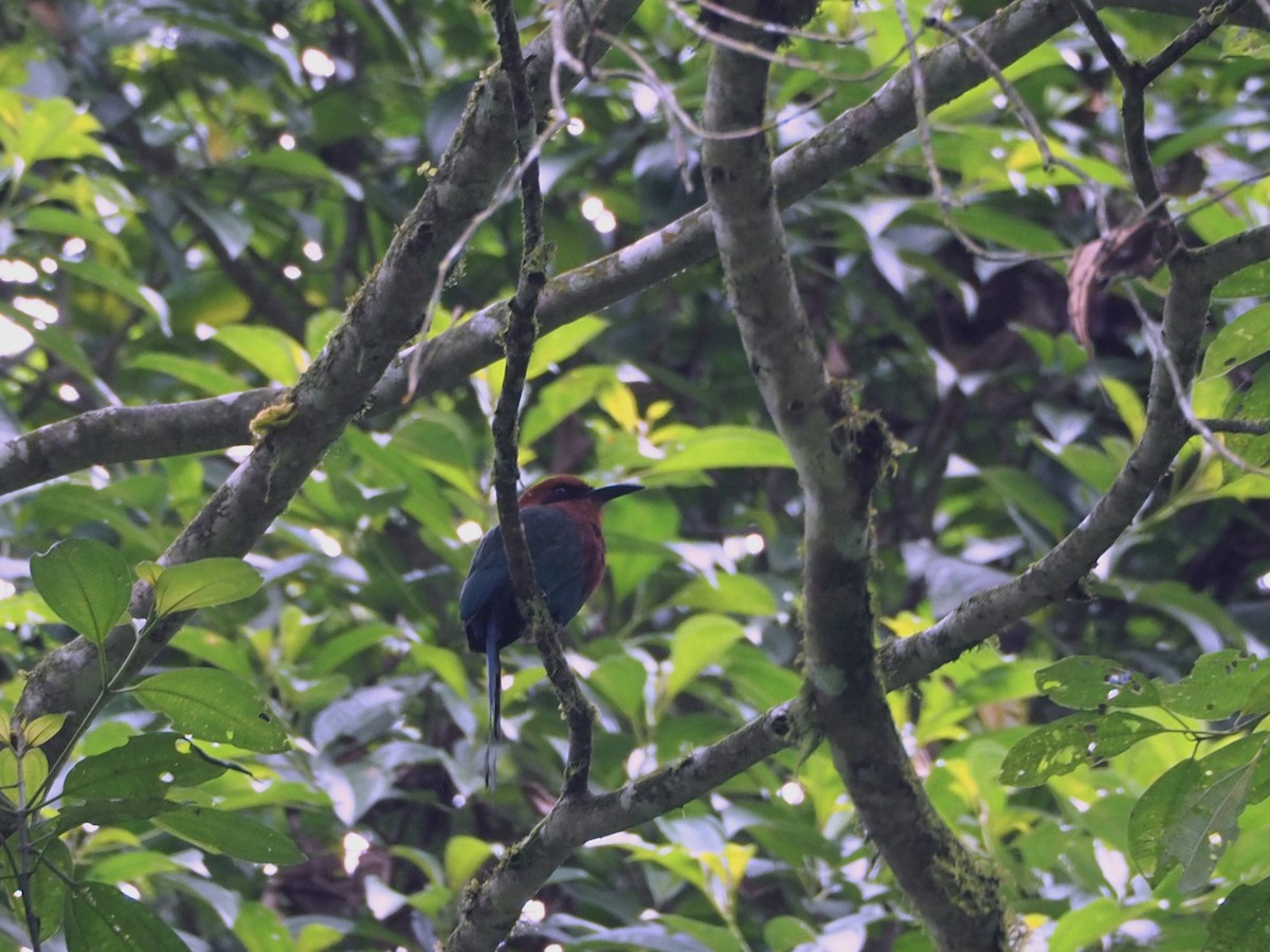 Broad-billed Motmot - ML91068401