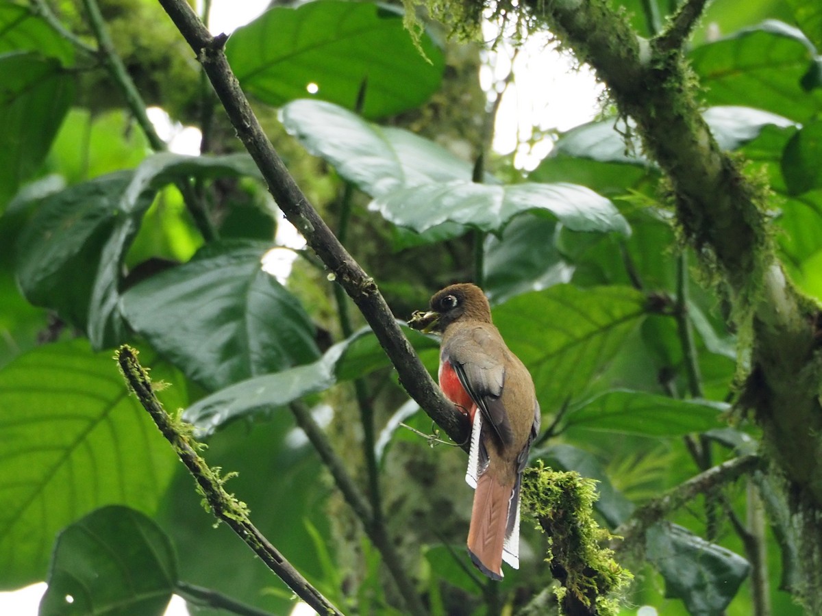 Collared Trogon - ML91068451