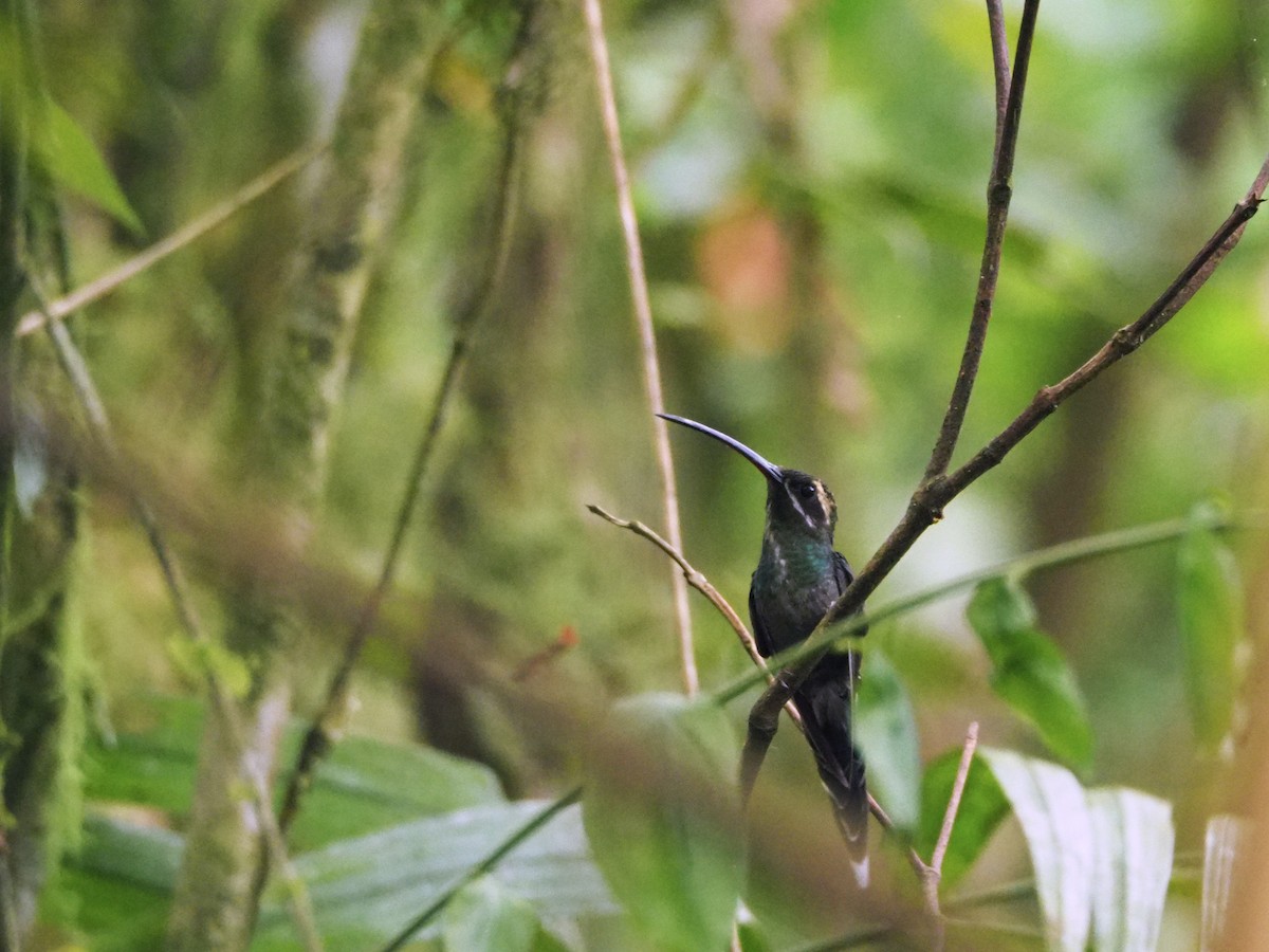 White-whiskered Hermit - ML91068471