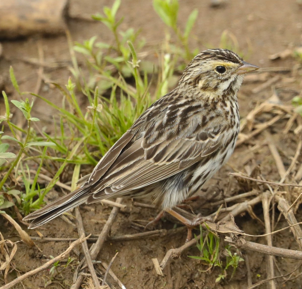 Savannah Sparrow - ML91068771