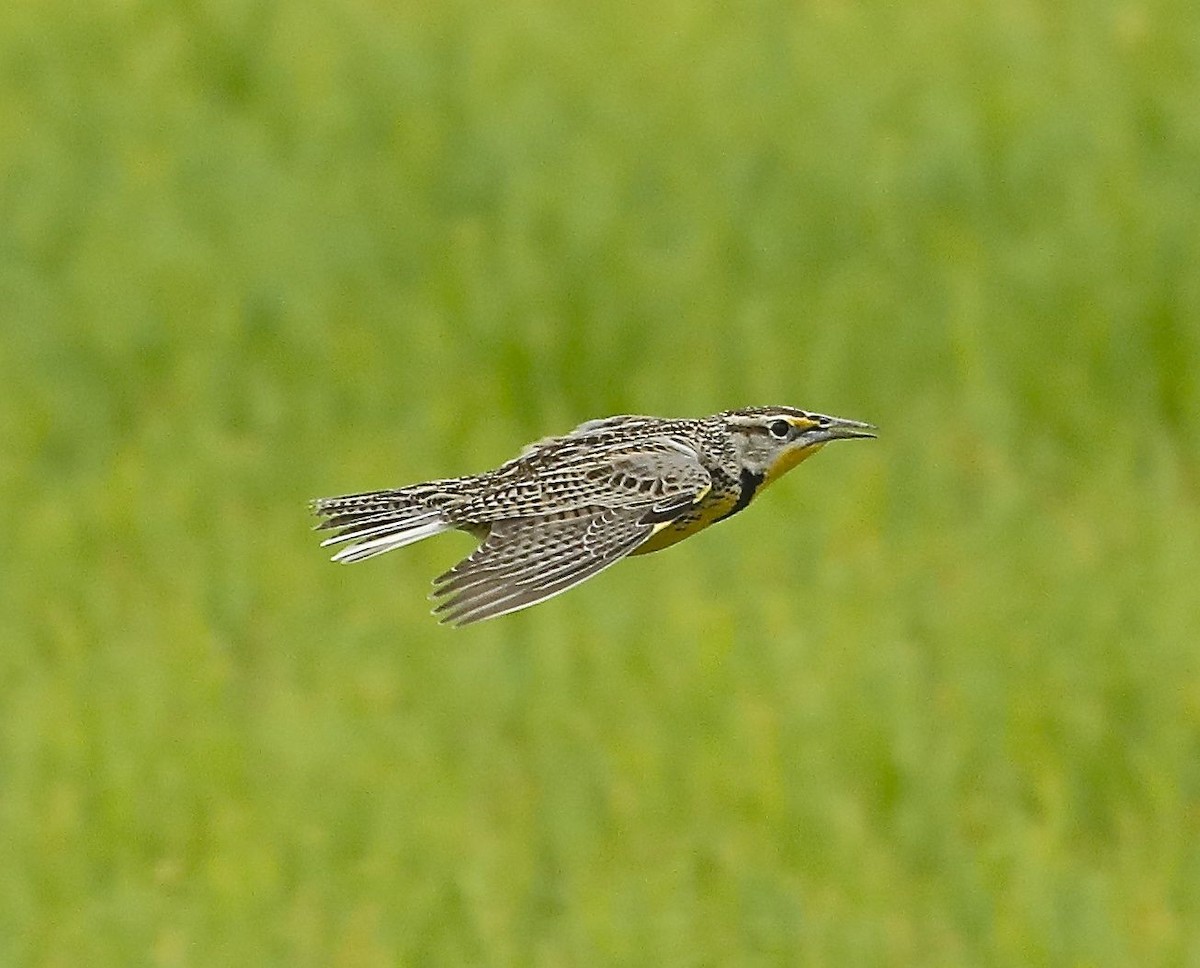 Western Meadowlark - ML91068861