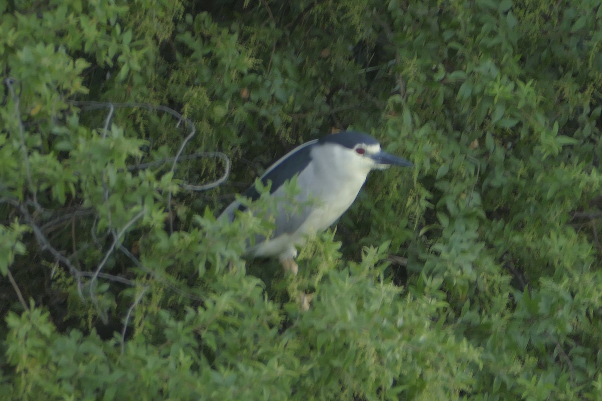 Black-crowned Night Heron - ML91069051