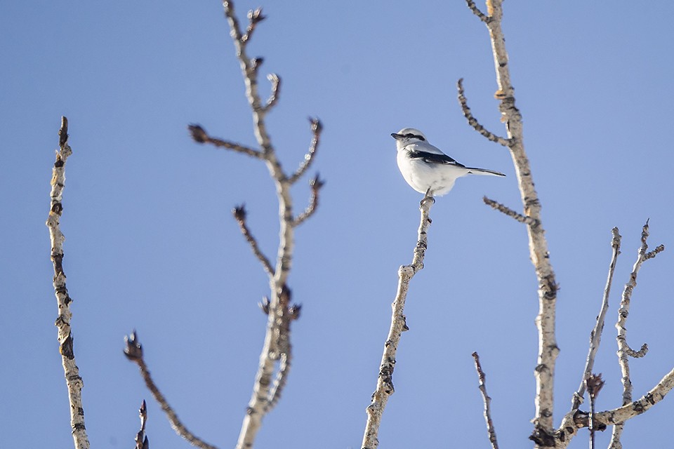 Northern Shrike - Jeff Dyck