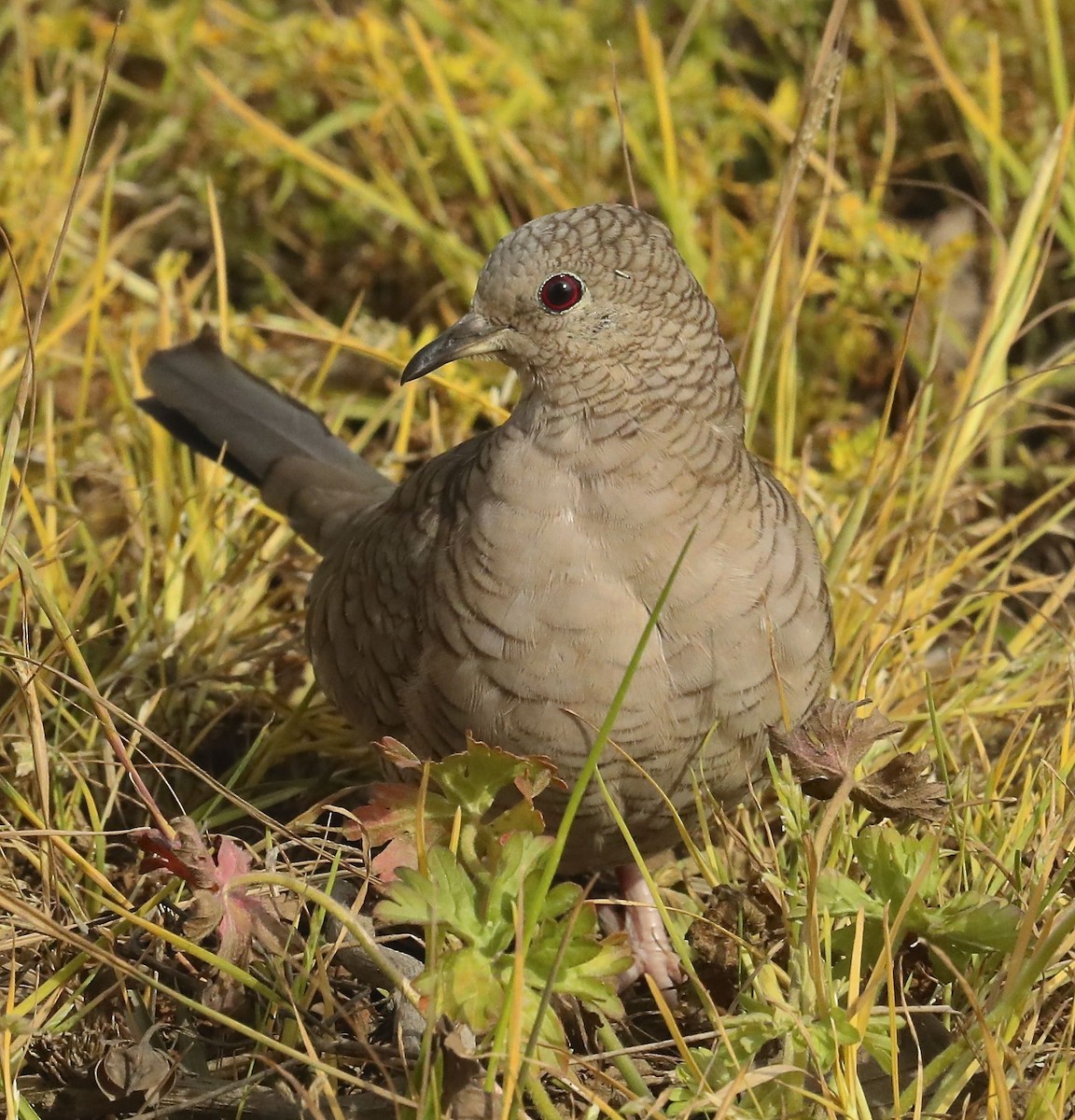 Inca Dove - Charles Lyon