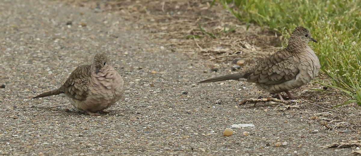 Inca Dove - ML91071081