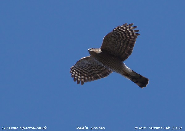 Eurasian Sparrowhawk - ML91072661