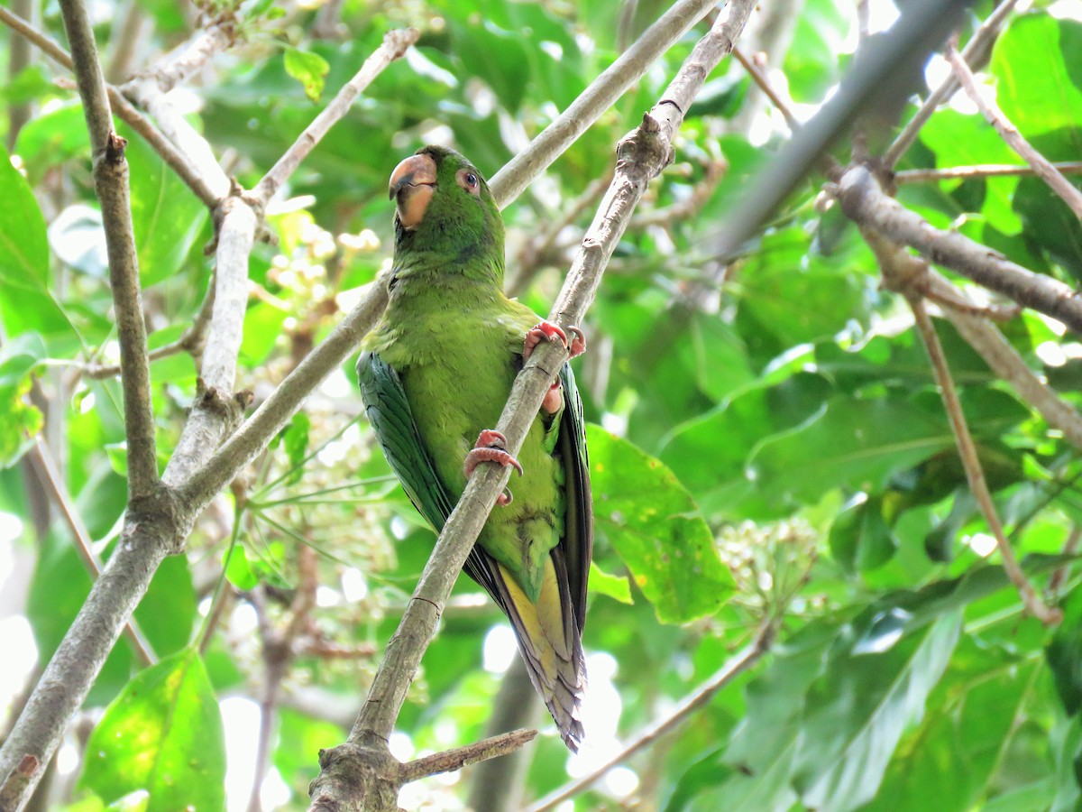 Pacific Parakeet - ML91073821