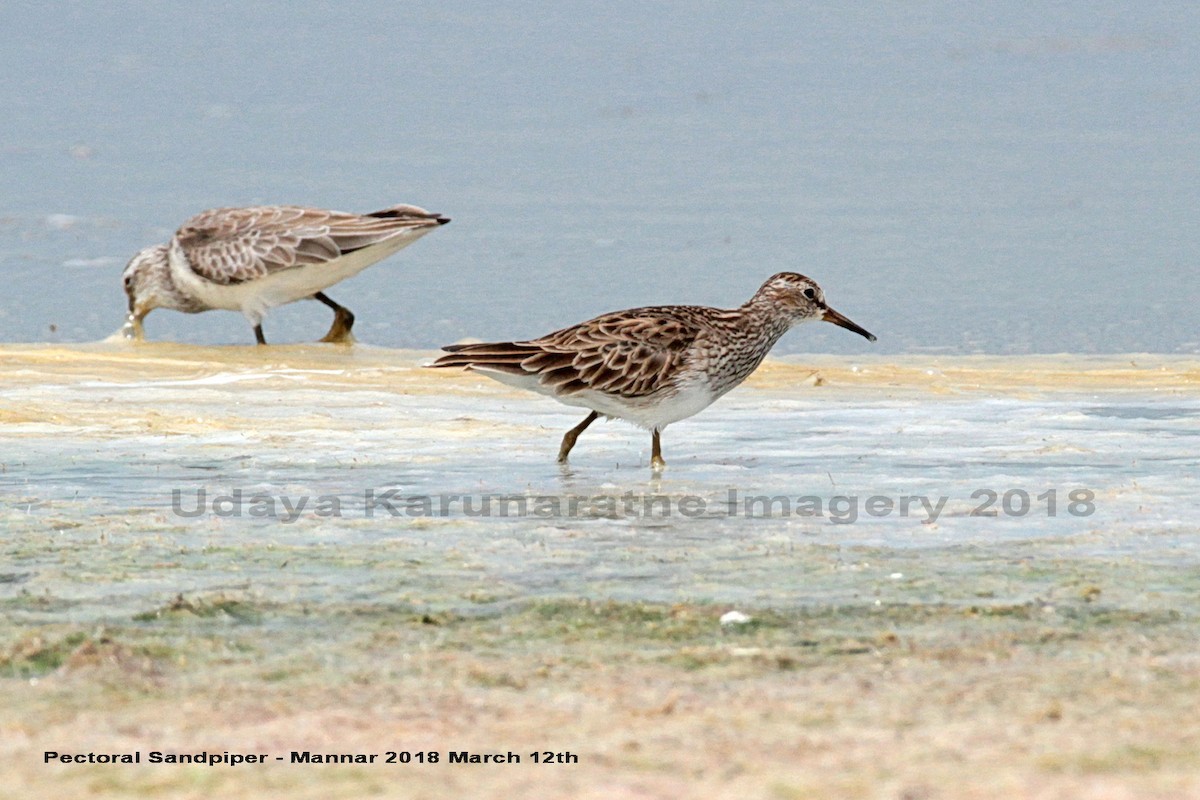 Pectoral Sandpiper - ML91076281