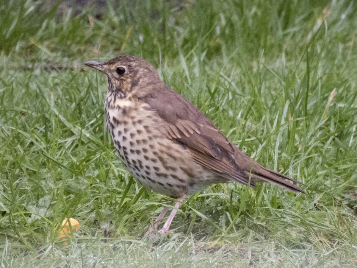 Song Thrush - ML91076311