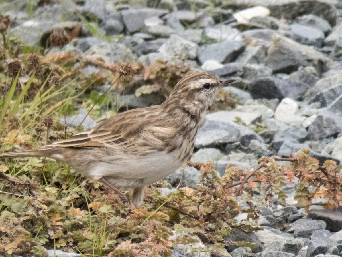 Pipit de Nouvelle-Zélande - ML91076391