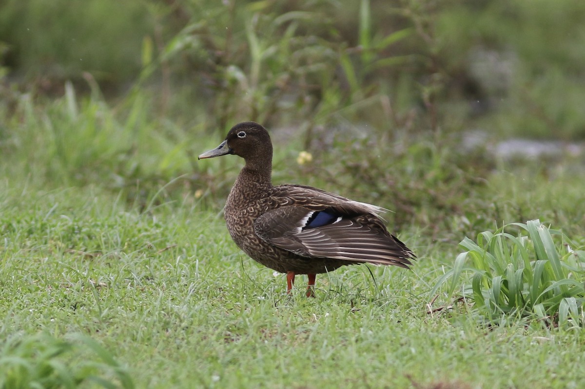 Hawaiian Duck - Russ Morgan