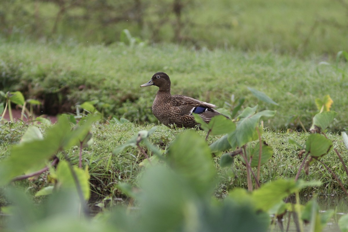 Hawaiian Duck - ML91076591