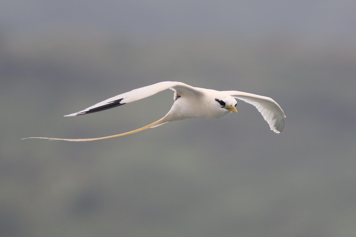 White-tailed Tropicbird - ML91076781