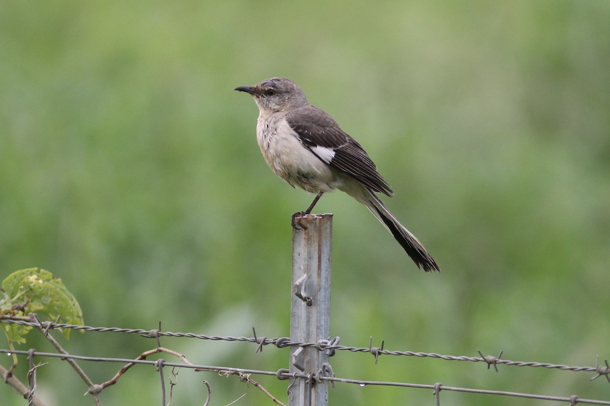 Northern Mockingbird - ML91076871