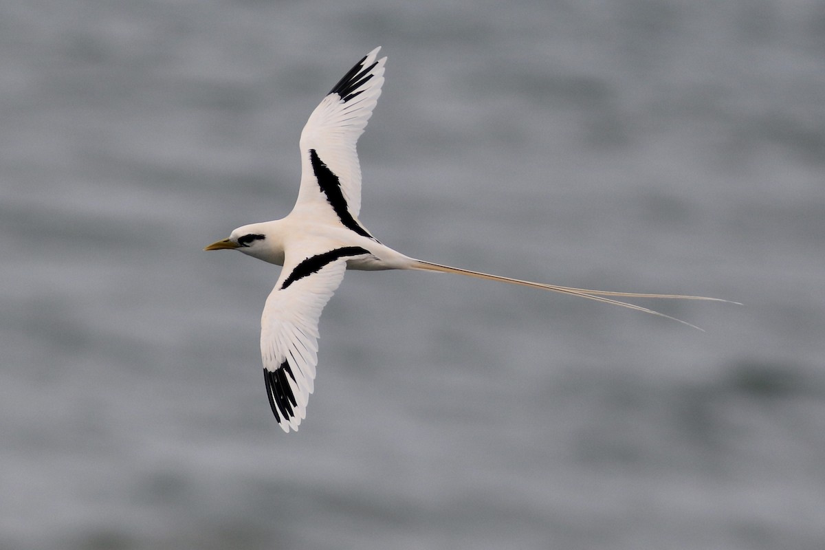 White-tailed Tropicbird - Russ Morgan