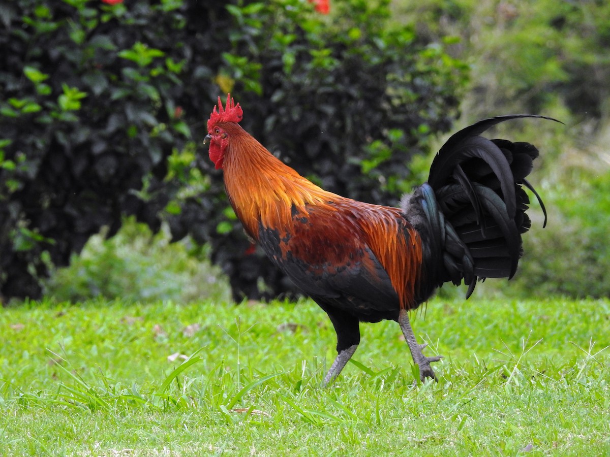 Red Junglefowl (Domestic type) - Mark  Ludwick