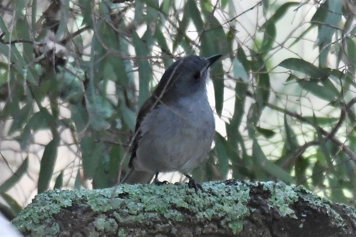 Gray Shrikethrush - ML91080221