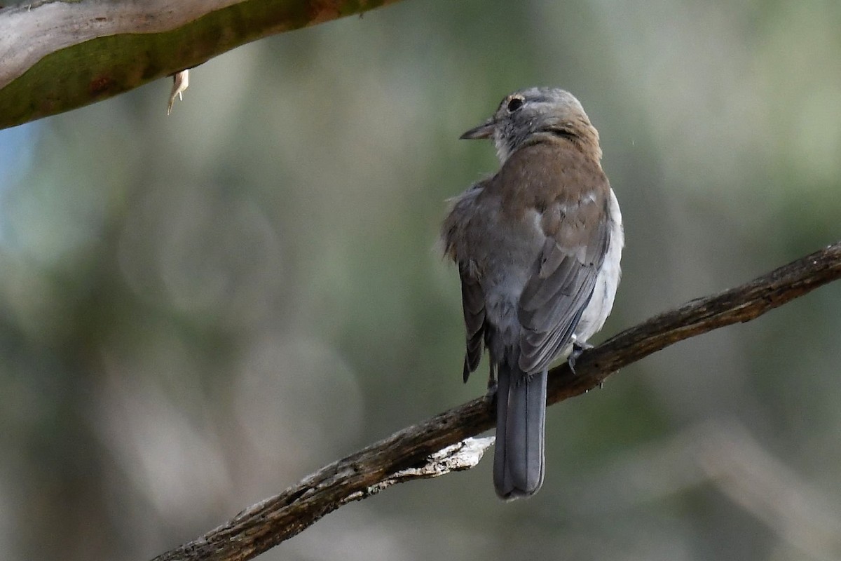 Gray Shrikethrush - ML91080241