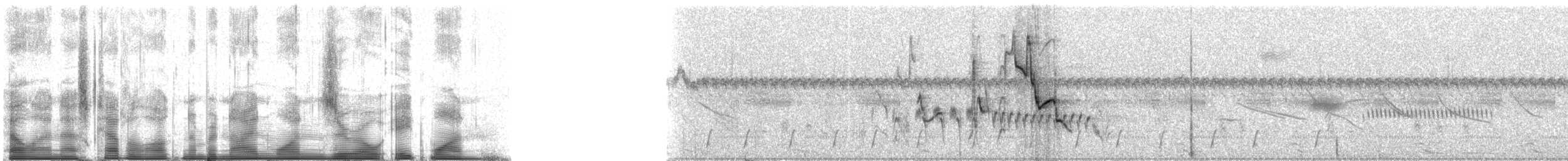 Оливковый пампасник (platensis) - ML91081