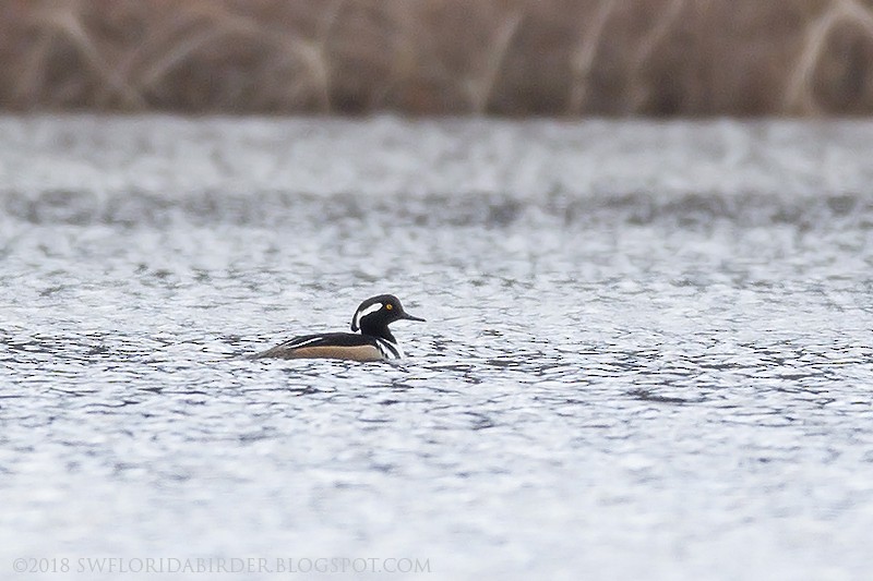 Hooded Merganser - Bob Pelkey