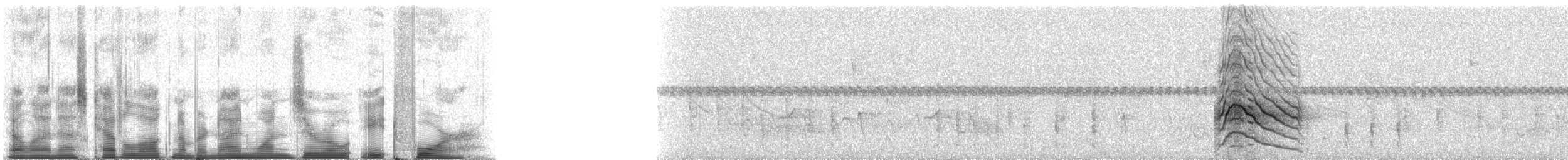 Roadside Hawk (Southern) - ML91084