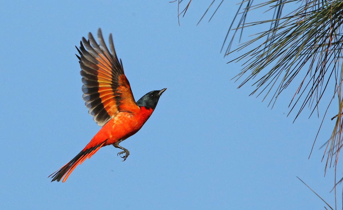 Short-billed Minivet - Luke Seitz