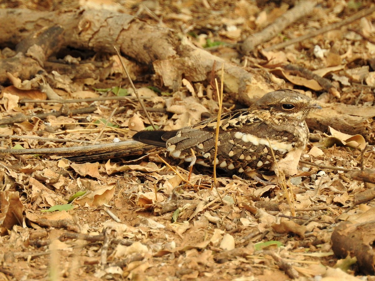 Long-tailed Nightjar - Cesar Clemente