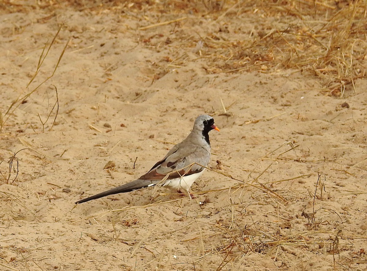 Namaqua Dove - Cesar Clemente