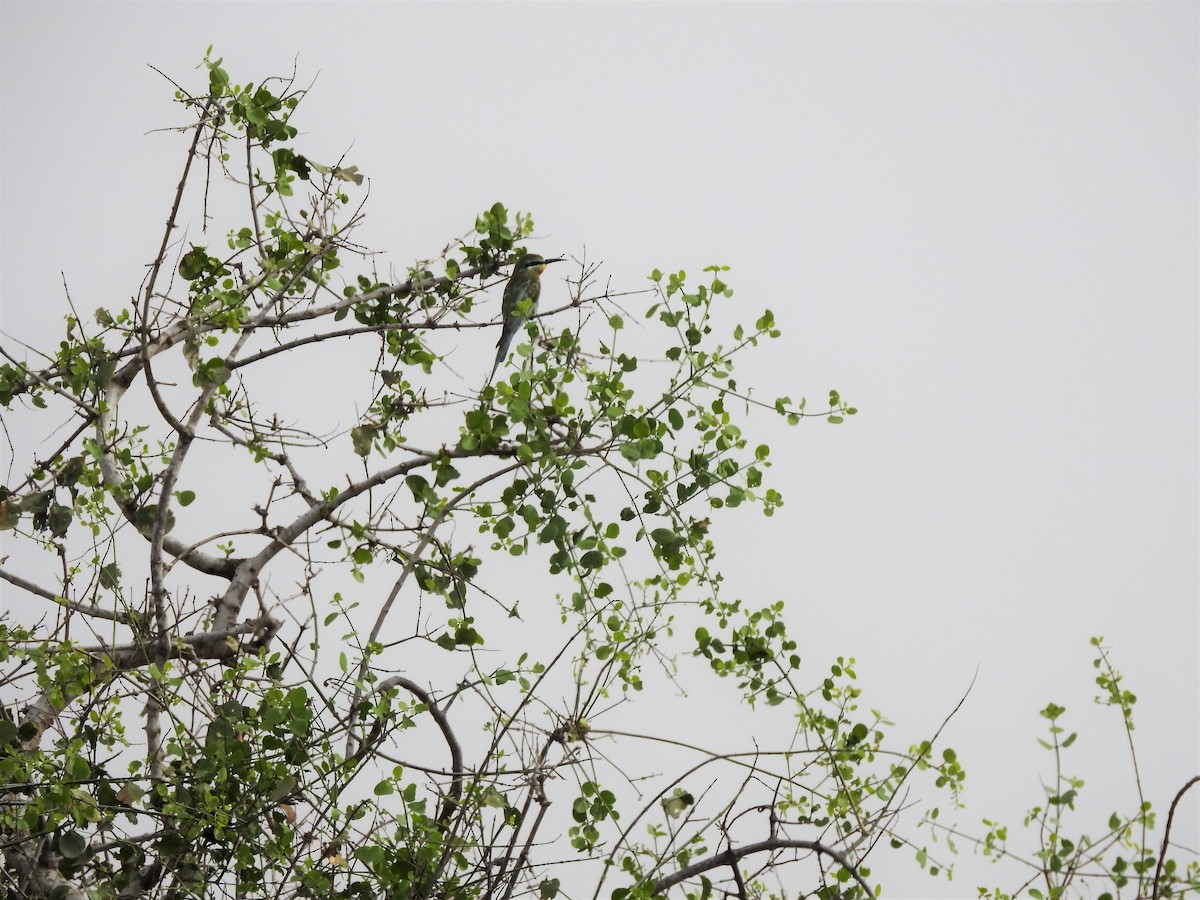 Blue-cheeked Bee-eater - ML91084591