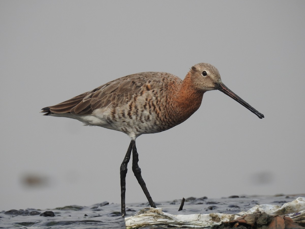 Black-tailed Godwit - ML91085221