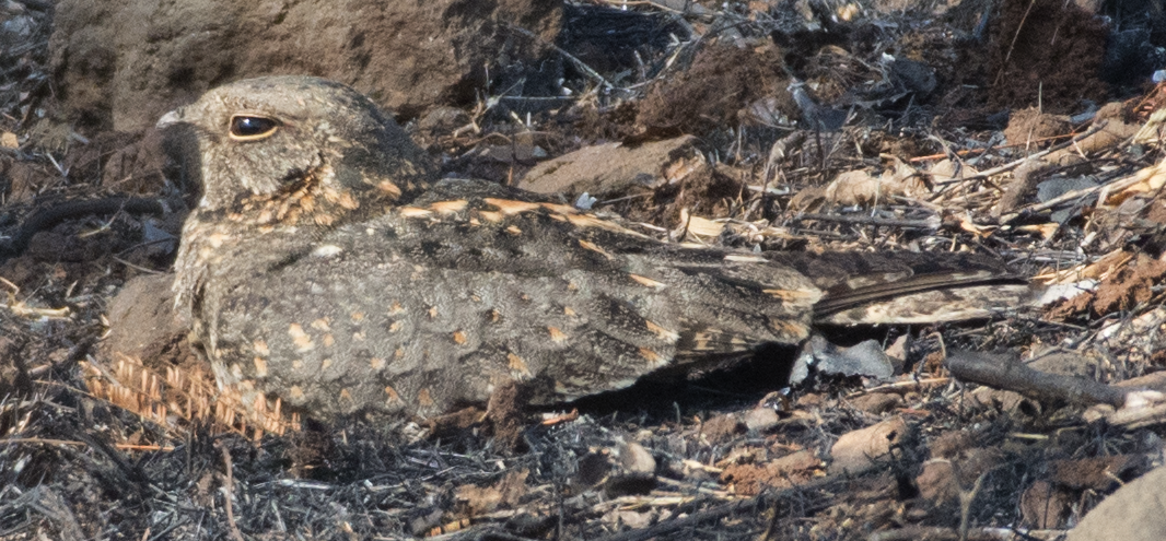 Engoulevent affin - ML91087511