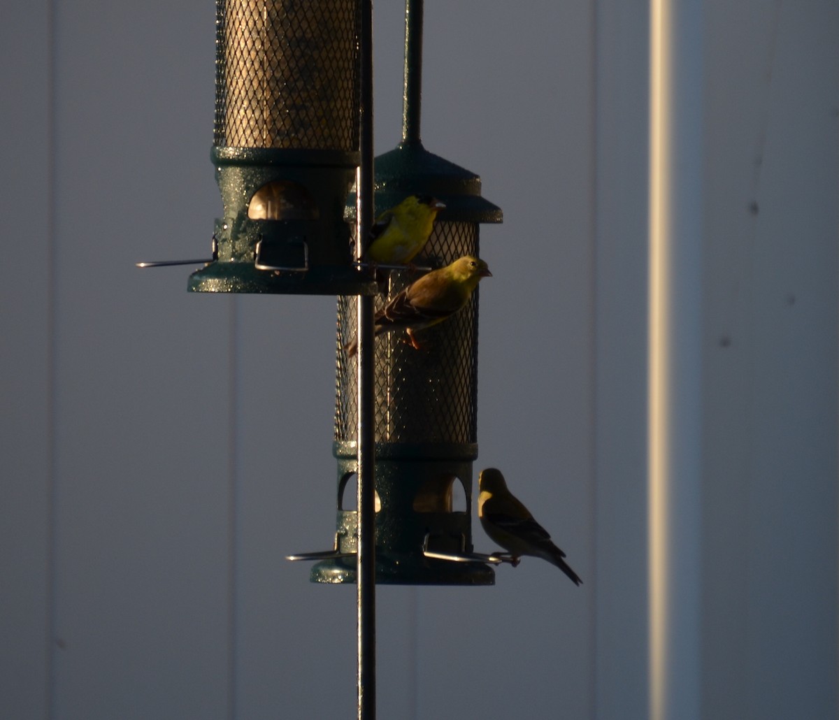 American Goldfinch - ML91088641