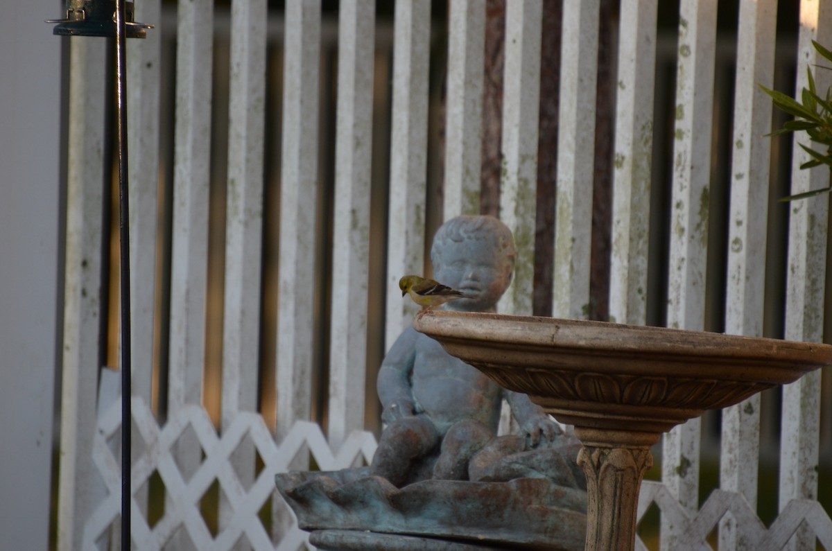 American Goldfinch - ML91088711