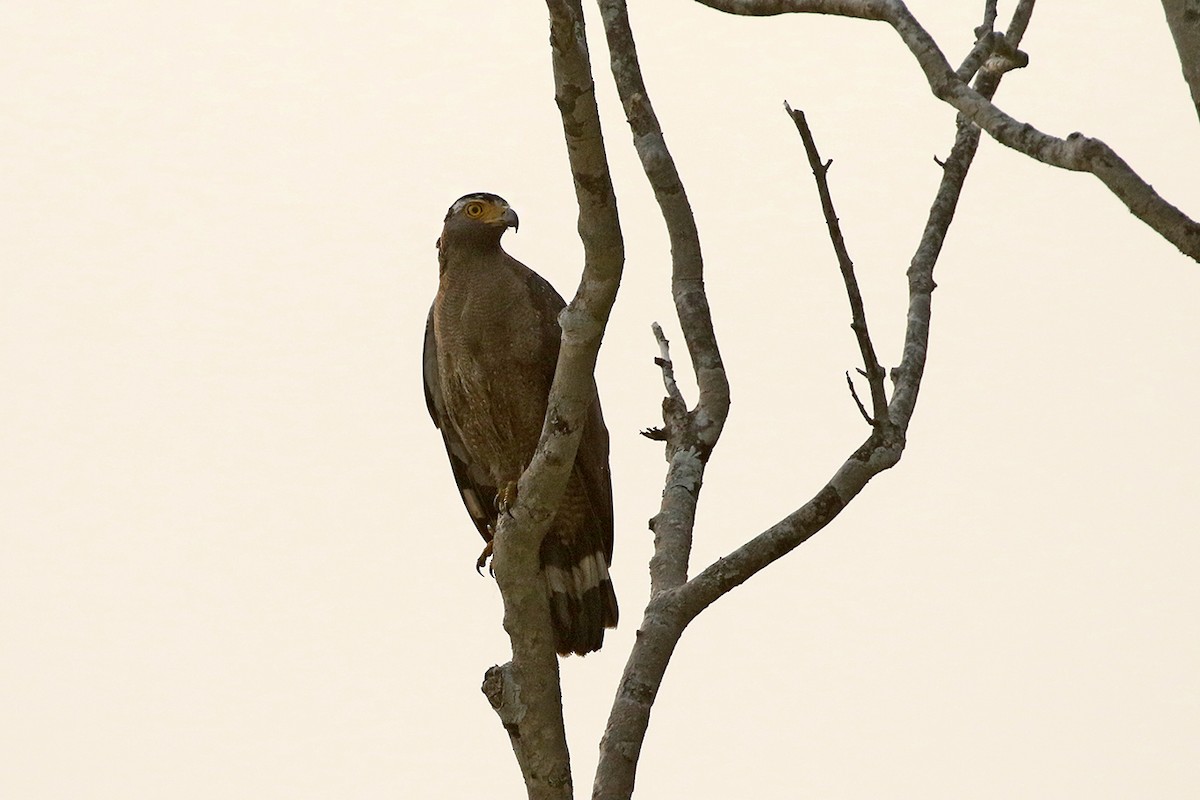 Haubenschlangenadler - ML91089501